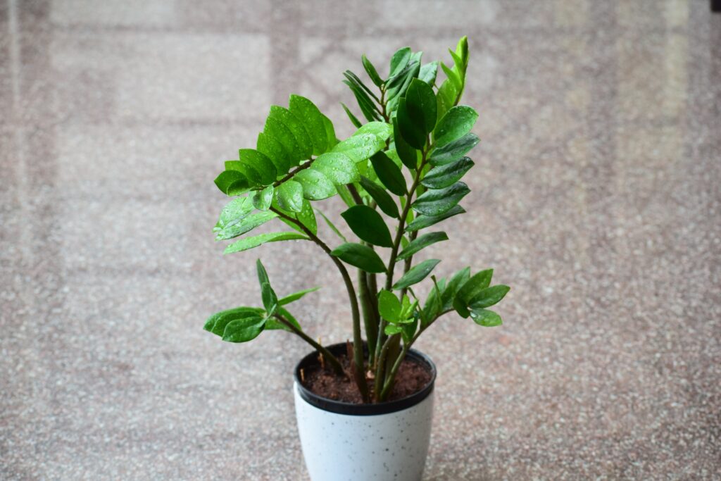 ZZ-Pflanze (Zamioculcas zamiifolia)